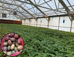 Potato plants growing in the greenhouse. Inset image shows potato minitubers.
