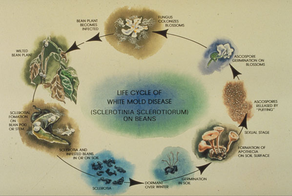 Life cycle of white mold