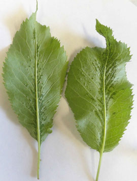 Leaf enations due to Cherry Rasp Leaf virus infection