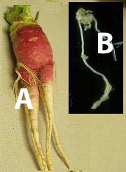 damage in radish (A) by infection in growing roots early in season, and root galls in tomato caused by root-knot nematode (B).