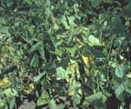 Fusarium Wilt yellowing and wilting of bean