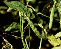 Brown spot lesions on pods.