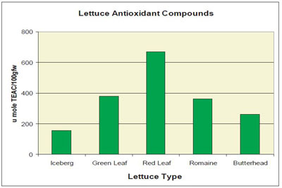 Antioxidant content of some types of lettuce.