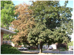 Figure 2: Leaf scorch on one side of maple tree. 
