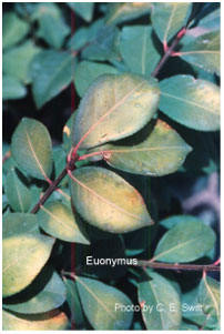 Figure 4: Heat Stress on Euonymus.