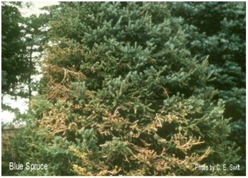 Figure 5: Scorch and needle loss on Colorado spruce due to root damage  