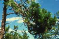 Figure 2: Witches' brooms -- dense, multiple branches on lodgepole pine infected with dwarf mistletoe.