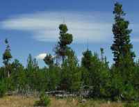 Figure 1: Lodgepole pine infected with dwarf mistletoe display witches’ brooms and dead branches.