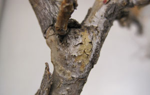 This canker has several fruiting bodies poking through the dead tissue.