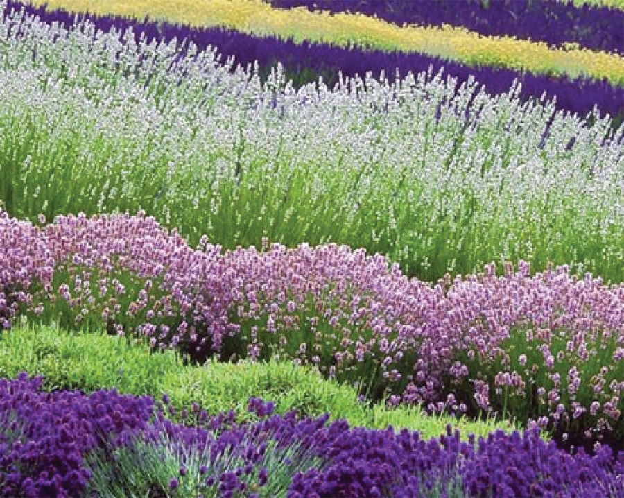 Figure 2: Various colors of Lavender. Photo courtesy of Sequim Lavender Festival – Don Paulson.  