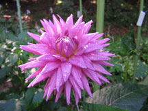 Figure 3: Pink dahlia with water drops.