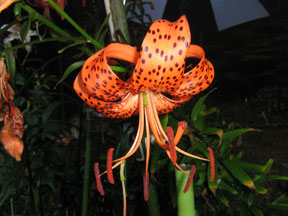 Figure 5:  Tiger lily.