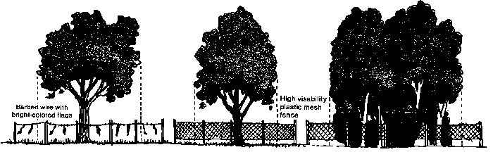 Figure 3: Ideally, the protection barriers should extend beyond the dripline. Reprinted with permission from Tree City USA Bulletin No. 7, National Arbor Day Foundation. 