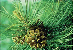 Ponderosa pine cones