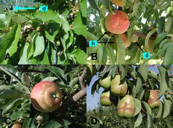 Figure 11: Late frost injury to young fruit. A. Sweet cherry: d = killed young cherry fruit. B.