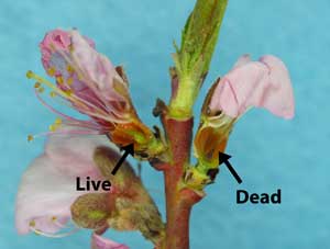 Figure 2: Fantasia nectarine buds, cut longitudinally to show the pistil, one live and one dead (photo by HJLarsen).