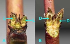 Figure 3: BerendaSun peach buds (first swell stage) cut vertically to show pistils.  A.  Both buds alive.  B.  Both buds dead (Photo by H.J.Larsen.)