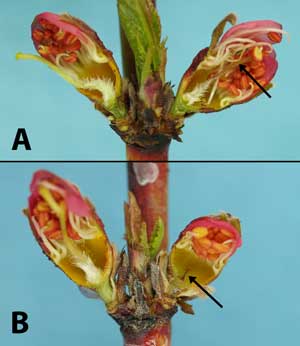 Figure 4:  BerendaSun peach buds (first pink stage) cut vertically to expose the pistil for freeze injury evaluation.  Arrows:  damaged or dead pistil (right side each photo).  A.  Right bud shows pistil damaged by freeze the prior night; note brownish discoloration of pistil.  B.  Right bud shows pistil killed by freeze two to three weeks prior to evaluation.  Note smaller size and darker brown color of the older freeze-killed pistil in B than in A.  (Photos by H.J. Larsen.)
