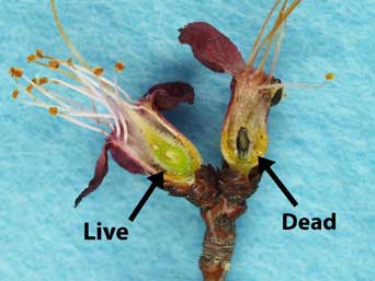 Figure 5: Apricot buds (full bloom stage) cut vertically to expose the pistil for freeze damage evaluation. Note the blackened pistil on the right, killed by the prior night freeze (Photo by H.J. Larsen.)