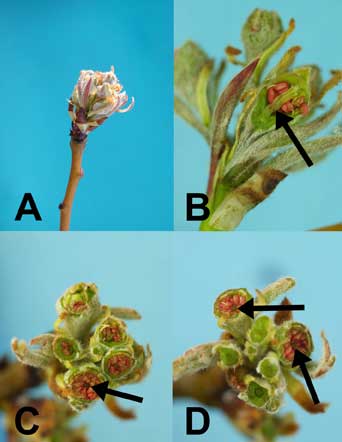 Figure 10: Pear buds (Photos by H.J. Larsen)
