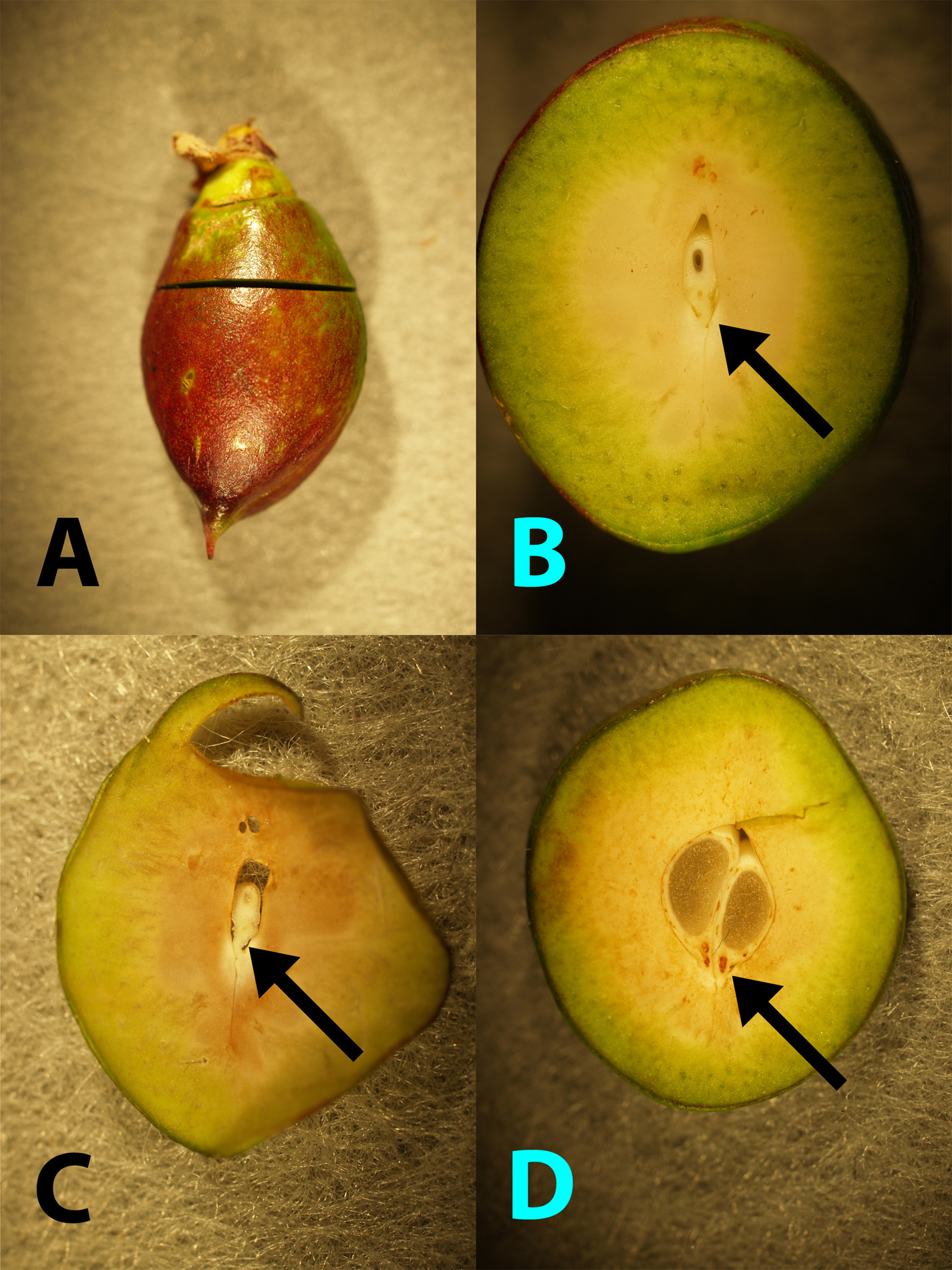 Figure 6: Young nectarine cut to show embryo attachment (funiculus, arrows) to the fruit tissue.  A. Cut orientation and location.  B.  Young embryo with undamaged funiculus.  C.  Thin section to emphasize embryo and undamaged funiculus).  D.  Twin embryos with damage within each funiculus; note the brown discoloration.  (Photos by H.J. Larsen.)