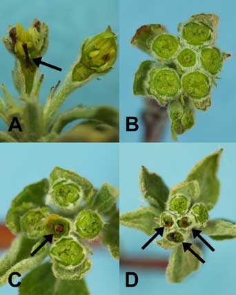 Figure 9: Apple buds cut to show cold injury damage; arrows show killed pistil tissues. A.Longitudinal section (left flower killed). B - D: Cross-sections of flower buds. B. Six live flowers (King bloom in center); C: King bloom pistil killed, side blooms still alive; D: King bloom and two side blooms killed, two top side blooms alive.
