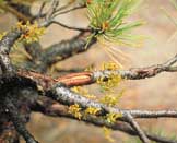 Figure 5: Lodgepole pine dwarf mistletoe plants. Note thin green-yellow shoots.