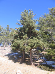 Figure 7: Dense dark green brooms on ponderosa pine infected with lodgepole pine dwarf mistletoe.