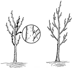 Placement of second branching cut