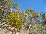 Figure 6: Juniper mistletoe. Note the globose growth in this juniper