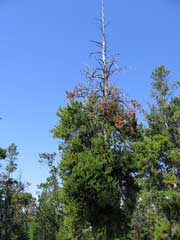 Figure 3: Lodgepole pine with dead top and dense dwarf mistletoe-induced brooms on the lower stem. 