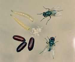 House fly life stages