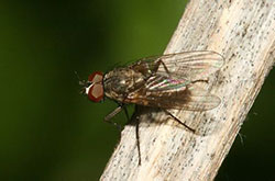 Figure 6: Little house fly. (Photo courtesy of David Shetlar, Ohio State University.)