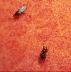 Figure 10: Small fruit flies (“vinegar flies”) on the surface of an overripe peach.y
