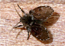 Figure 11: Moth fly