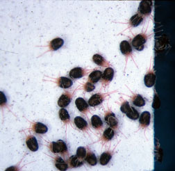 Clover mites on sticky card