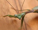 Mantids have large widely spaced eyes and can pivot their head, features that help them locate and capture prey.