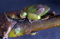 Figure 11. Eggs of the Norway maple aphid tucked around the base of buds. 