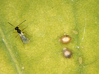 Adult of a parasitoid wasp next to two aphid mummies. 