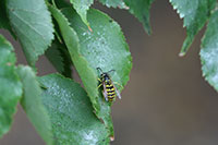 Figure 5: Yellowjacket wasp feeding on honeydew produced by linden aphid.