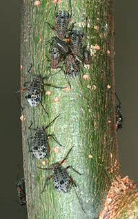 Figure 6: Giant willow aphids that develop on willow stems are the largest aphids found in Colorado. 