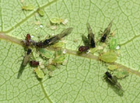 Figure 7: Colony of aphids on the leaves of willow. 