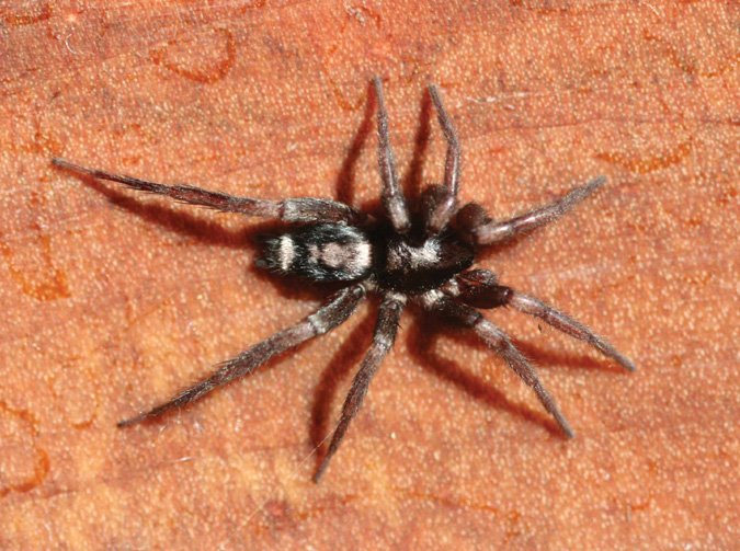 What are the characteristics of spiders native to Colorado?