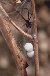Female black widow with egg sacs