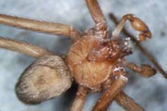 Brown recluse spider male) showing distinctive pattern on back