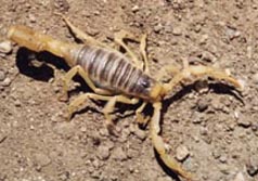 Hairy desert scorpion