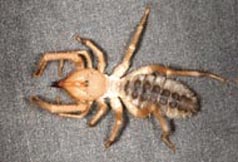 Solpugid or sun spider