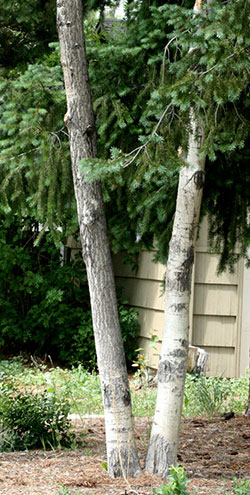 Even if oystershell scale is controlled, affected areas of aspen bark later develop a fissured appearance, as indicated by the trunk on the left.