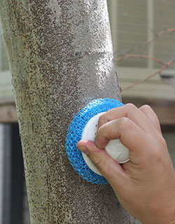 Gentle scrubbing can easily dislodge oystershell scale from bark.