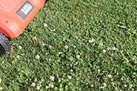 If flowering weeds are present lawns should be mowed before application of insecticides to reduce risks to pollinators.